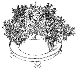 Why Grow an Herb Garden? Image